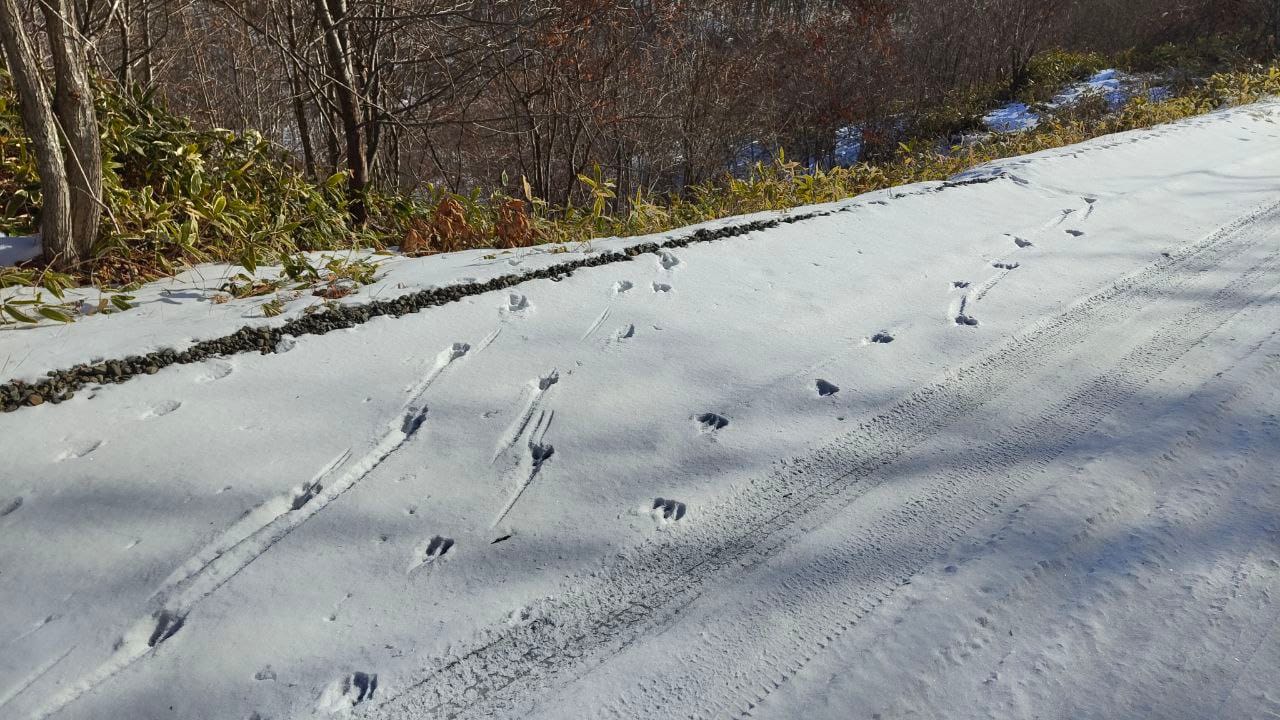 bear-footprints