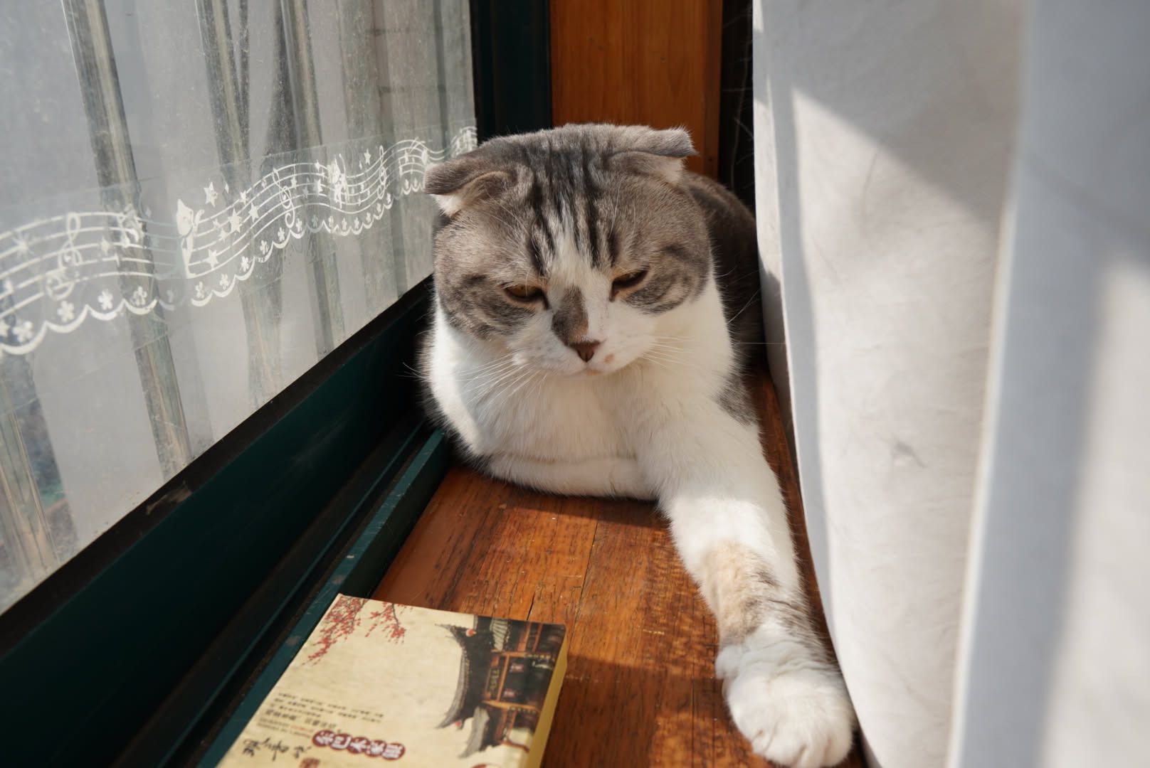 cat